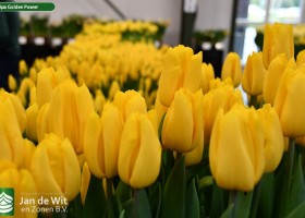 Tulipa Golden Power ® (2)